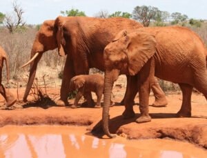 3-Day Tsavo East & Taita Hills Salt Lick Safari