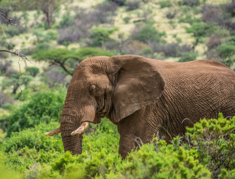 5 Days Aberdare, Samburu & Mount Kenya Safari