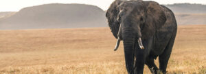 4 Days Amboseli, Tsavo West & Tsavo East Safari
