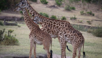 6 Days Masai Mara, Lake Nakuru & Amboseli Safari