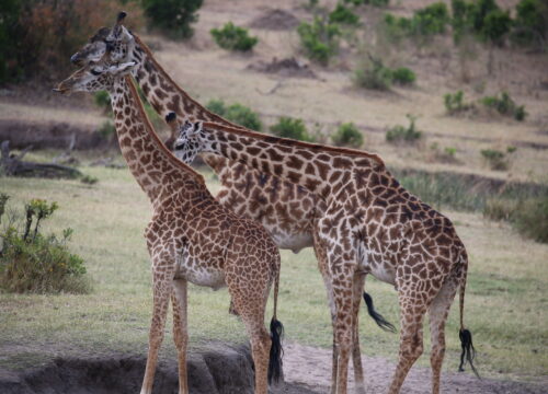 6 Days Masai Mara, Lake Nakuru & Amboseli Safari