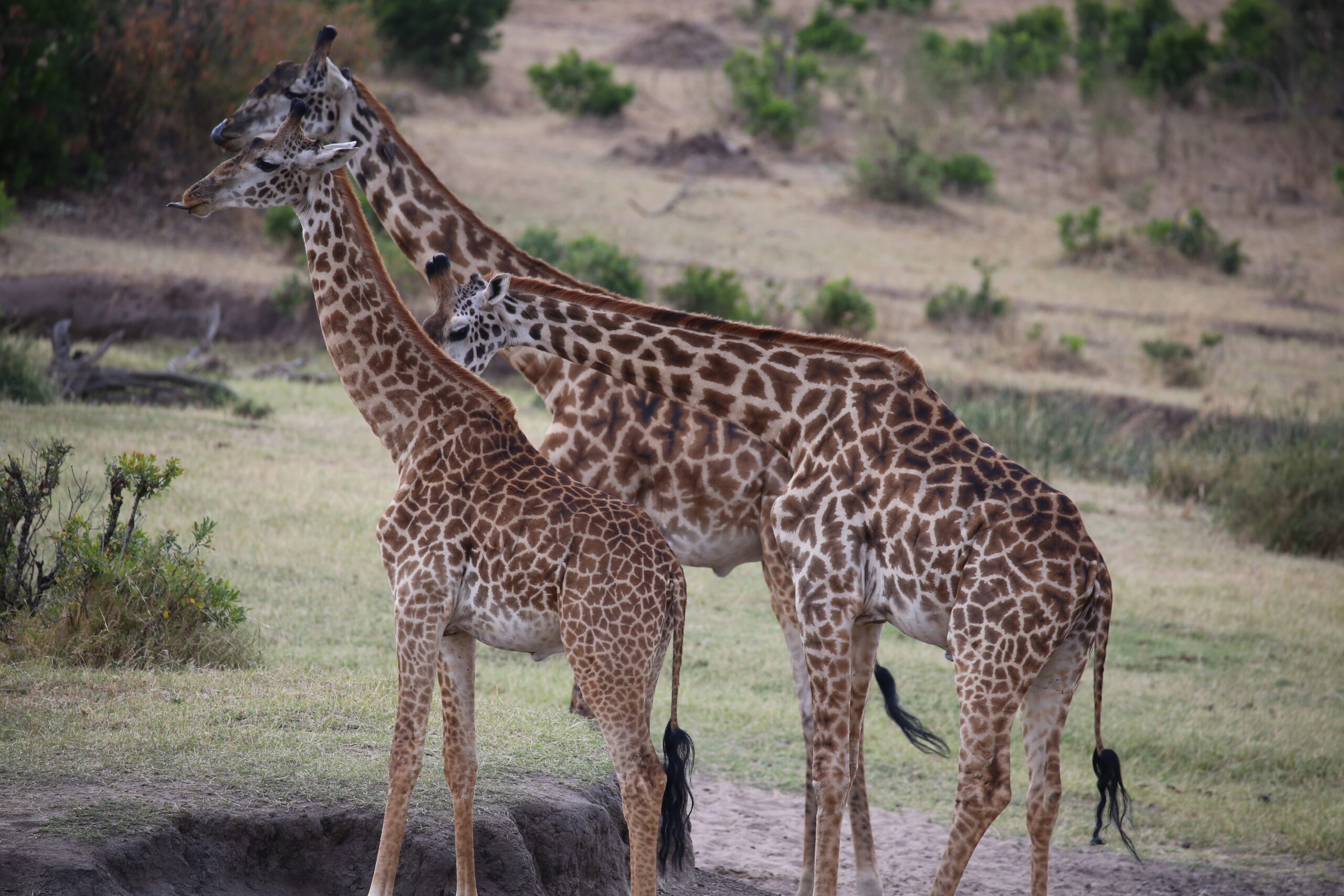 6 Days Masai Mara, Lake Nakuru & Amboseli Safari