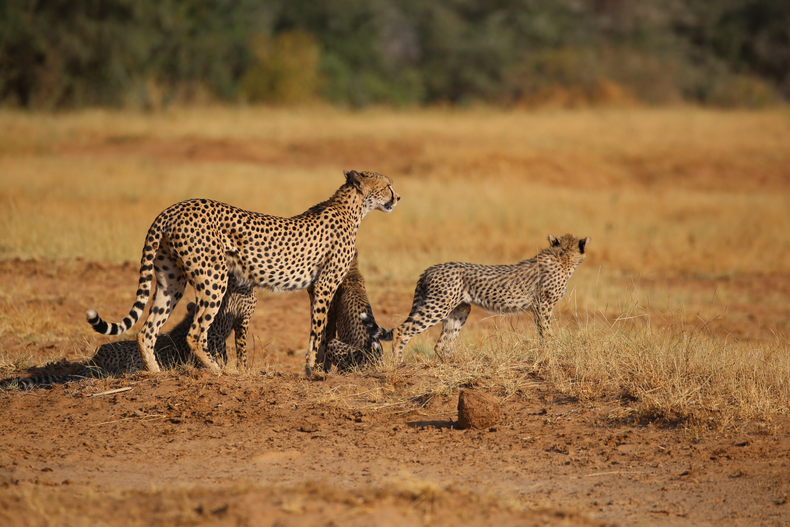 5 Days Cheetah Safari – Amboseli, Lake Nakuru, Lake Bogoria & Lake Naivasha