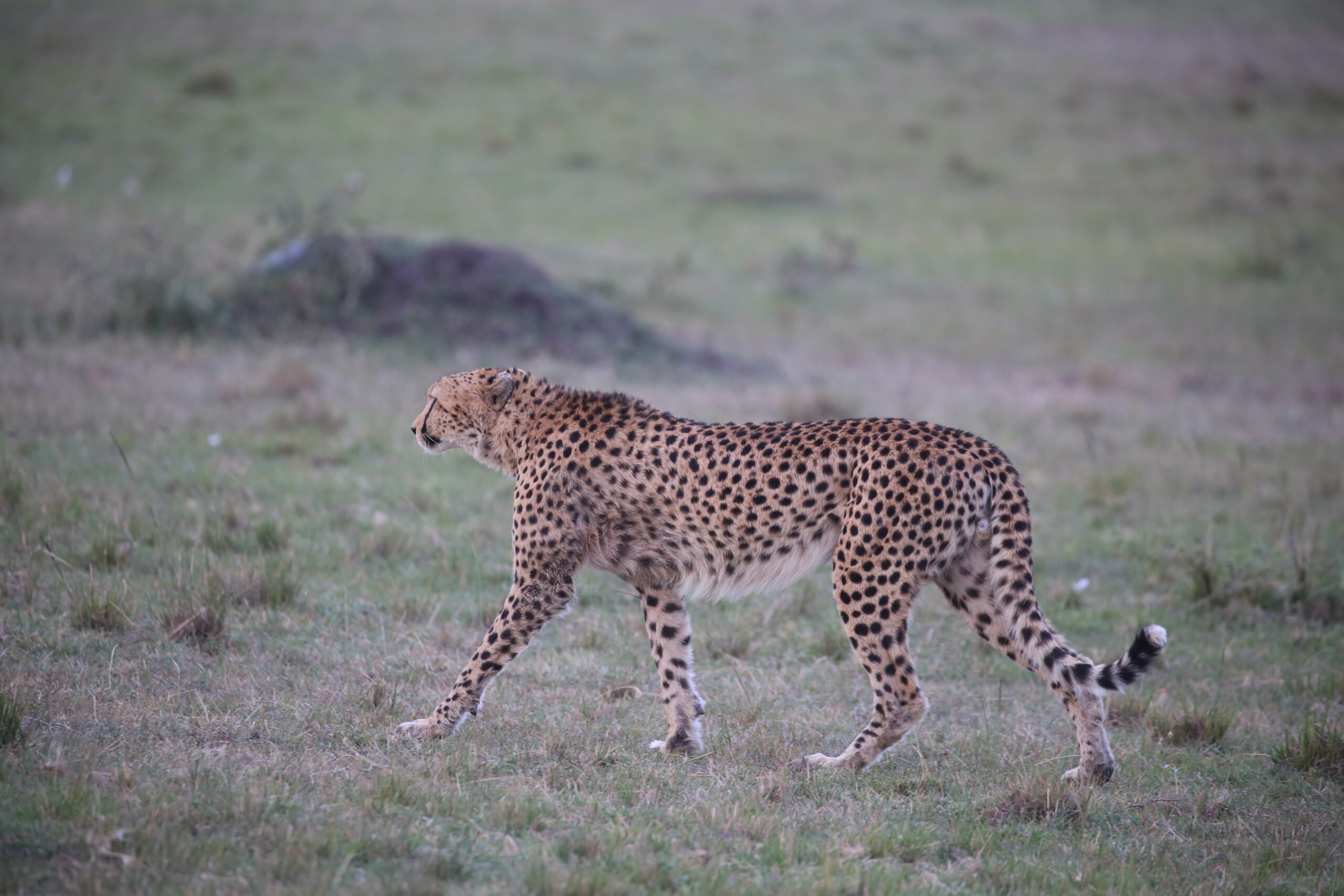 5 Days Cheetah Safari – Tsavo East, Tsavo West, Amboseli & Lake Naivasha