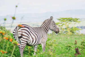 1 Day Nairobi National Park & City Tour – Wildlife Meets the City