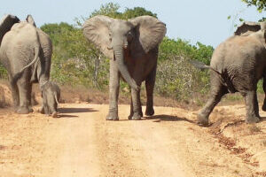 6 Days Amboseli, Tsavo West, Taita Hills & Tsavo East Safari